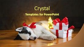  Presentation with husky - Beautiful slide set featuring small-white-dog-puppy-breed backdrop and a tawny brown colored foreground