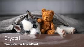  Presentation with lays - Presentation design with small-white-dog-puppy-breed background and a tawny brown colored foreground