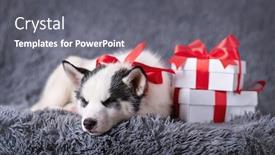  Presentation with red white grey - Cool new slide set with small-white-dog-puppy-breed backdrop and a gray colored foreground