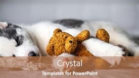  Presentation with lays - Presentation theme consisting of small-white-dog-puppy-breed background and a coral colored foreground