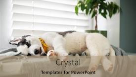  Presentation with siberian husky dog black - Presentation design consisting of small-white-dog-puppy-breed background and a coral colored foreground