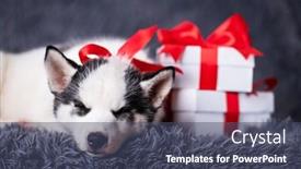  Presentation with red white grey - Slide deck with small-white-dog-puppy-breed background and a ocean colored foreground