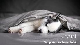  Presentation with lays - Beautiful slide deck featuring small-white-dog-puppy-breed backdrop and a gray colored foreground