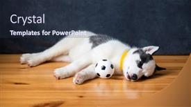 Presentation with lays - Colorful presentation design enhanced with small-white-dog-puppy-breed backdrop and a tawny brown colored foreground