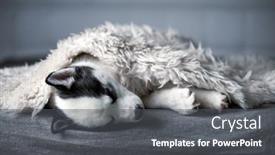  Presentation with lays - Cool new slide set with small-white-dog-puppy-breed backdrop and a dark gray colored foreground