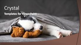  Presentation with blue eyes - Audience pleasing presentation design consisting of small-white-dog-puppy-breed backdrop and a dark gray colored foreground