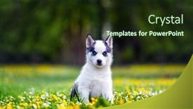  Presentation with blue eyes - Presentation featuring small-white-dog-puppy-breed background and a tawny brown colored foreground