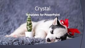  Presentation with red white grey - Presentation with small-white-dog-puppy-breed background and a gray colored foreground