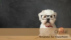  Presentation with dog - Audience pleasing slides consisting of small-white-dog-sitting backdrop and a coral colored foreground