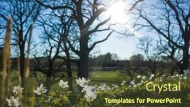  Presentation with calm - Theme enhanced with small-white-flowers-in-spring background and a tawny brown colored foreground