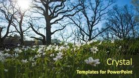  Presentation with white flowers - Amazing PPT layouts having small-white-flowers-in-spring backdrop and a tawny brown colored foreground