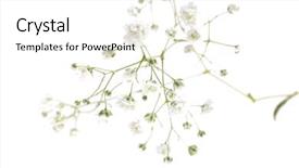  Presentation with white flowers of jasmine - Audience pleasing PPT theme consisting of small white flowers isolated backdrop and a white colored foreground
