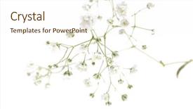  Presentation with white flowers of jasmine - Presentation design having small white flowers isolated background and a cream colored foreground