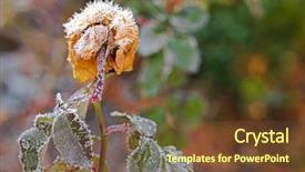  Presentation with crystal ice - PPT theme having small white ice crystal background and a tawny brown colored foreground