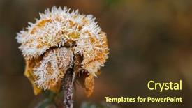  Presentation with crystal ice - Slides enhanced with small white ice crystal background and a tawny brown colored foreground