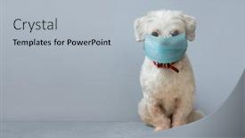 Presentation with face mask - Beautiful PPT theme featuring small-white-pet-dog-wearing backdrop and a light gray colored foreground