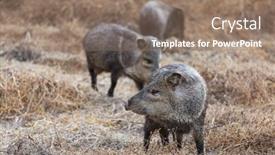  Presentation with meadow - Presentation theme consisting of small-wild-boars-on-autumn background and a coral colored foreground