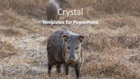  Presentation with meadow - Presentation theme enhanced with small-wild-boars-on-autumn background and a  colored foreground