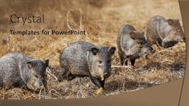  Presentation with meadow - PPT theme having small-wild-boars-on-autumn background and a coral colored foreground