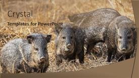  Presentation with meadow - Slide set enhanced with small-wild-boars-on-autumn background and a coral colored foreground