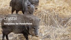  Presentation with meadow - PPT theme with small-wild-boars-on-autumn background and a violet colored foreground