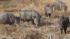  Presentation with meadow - PPT theme featuring small-wild-boars-on-autumn background and a coral colored foreground