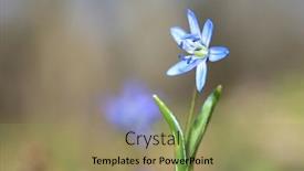  Presentation with wild flower - Beautiful PPT layouts featuring small-wild-spring-flower-scilla backdrop and a coral colored foreground