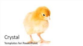  Presentation with chick - Beautiful slide deck featuring small yellow easter chick isolated backdrop and a  colored foreground