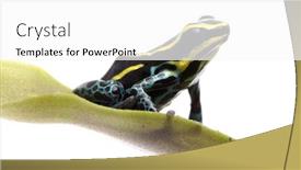  Presentation with poison - Cool new presentation theme with small yellow striped poison dart frog ranitomeya ventrimaculata rodyll from the amazon rain forest in peru isolated on white background backdrop and a white colored foreground