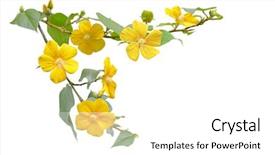  Presentation with hibiscus - Beautiful presentation theme featuring small yellow wild hibiscus flower backdrop and a white colored foreground