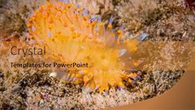  Presentation with blue food - PPT theme enhanced with small-yellowish-janolus-nudibranch background and a  colored foreground