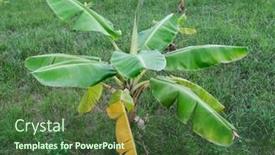  Presentation with banana tree - Presentation theme having small-young-banana-tree background and a tawny brown colored foreground
