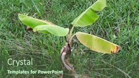  Presentation with banana tree - Slide set consisting of small-young-banana-tree background and a tawny brown colored foreground