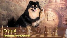  Presentation with smart - Cool new theme with smart-dog-breed-spitz-plays backdrop and a tawny brown colored foreground