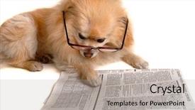  Presentation with smart - Audience pleasing slide set consisting of smart dog reading the newspaper backdrop and a light gray colored foreground