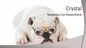  Presentation with smart - Audience pleasing PPT theme consisting of smart dog wearing glasses backdrop and a white colored foreground