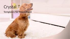  Presentation with room - Theme having smart house - beautiful cocker spaniel in room background and a lemonade colored foreground