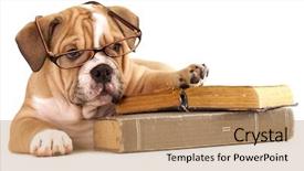  Presentation with sad dog abandoned dogs - Presentation theme featuring smart idea - trained dogs in glasses background and a coral colored foreground