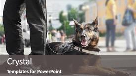  Presentation with police dog - Beautiful PPT theme featuring smart police dog outdoors backdrop and a dark gray colored foreground