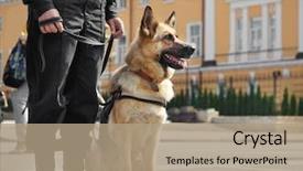  Presentation with police dog - Colorful presentation theme enhanced with smart police dog sitting outdoors backdrop and a coral colored foreground