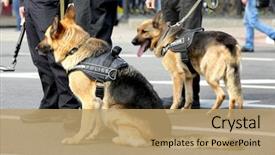  Presentation with dogs - Cool new PPT layouts with smart police dogs outdoors backdrop and a coral colored foreground