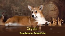  Presentation with smart - Presentation theme with smart-shepherd-dog-corgi-playing background and a tawny brown colored foreground