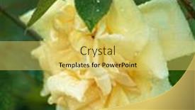  Presentation with smell - 