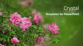  Presentation with smell - 