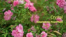  Presentation with smell - 