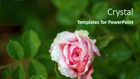  Presentation with smell - 