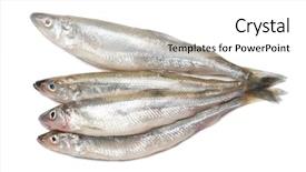  Presentation with fishes - Colorful slide deck enhanced with smelt fishes isolated on white background backdrop and a white colored foreground