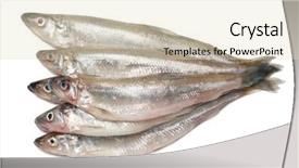  Presentation with fishes - Cool new PPT layouts with smelt fishes isolated on white background backdrop and a soft green colored foreground
