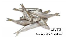  Presentation with fishes - Colorful PPT layouts enhanced with smelting - fresh european smelt fishes backdrop and a white colored foreground