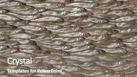  Presentation with fishes - Cool new slide set with smelting - fresh raw smelt fishes full backdrop and a gray colored foreground